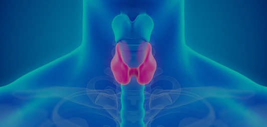 Щитовидна жлеза - Какво е? Как да се предпазим?